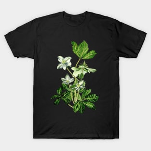 Helleborus niger T-Shirt